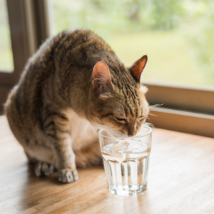 quelle eau chat