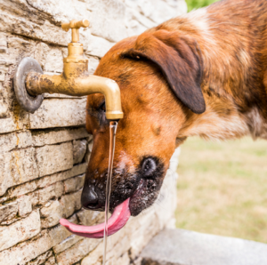 chien eau du robinet