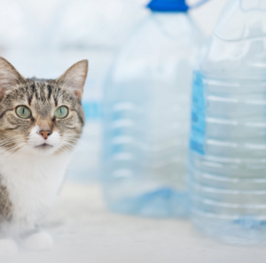 eau en bouteille chat chien