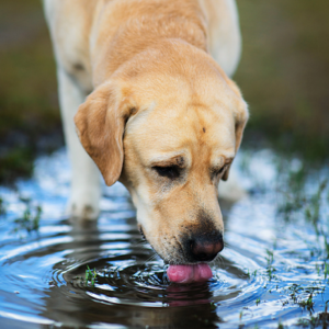 chien ou chat boire dehors