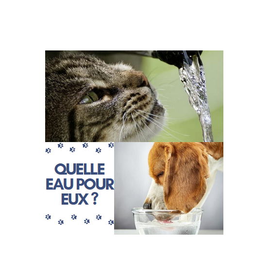 quelle eau pour animal compagnie